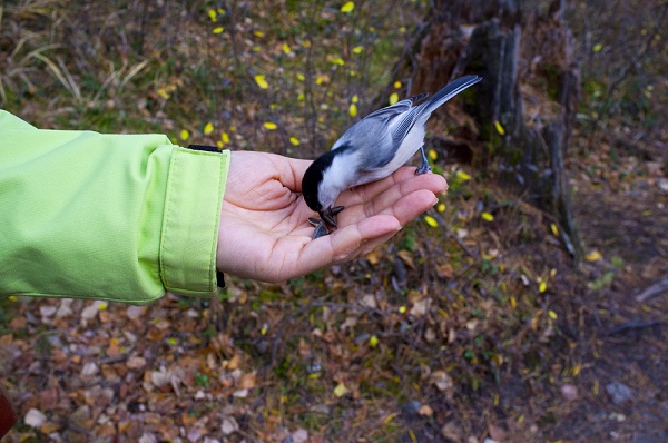 Birds in Arshan